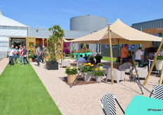 Zomerse sferen bij HilverdaFlorist